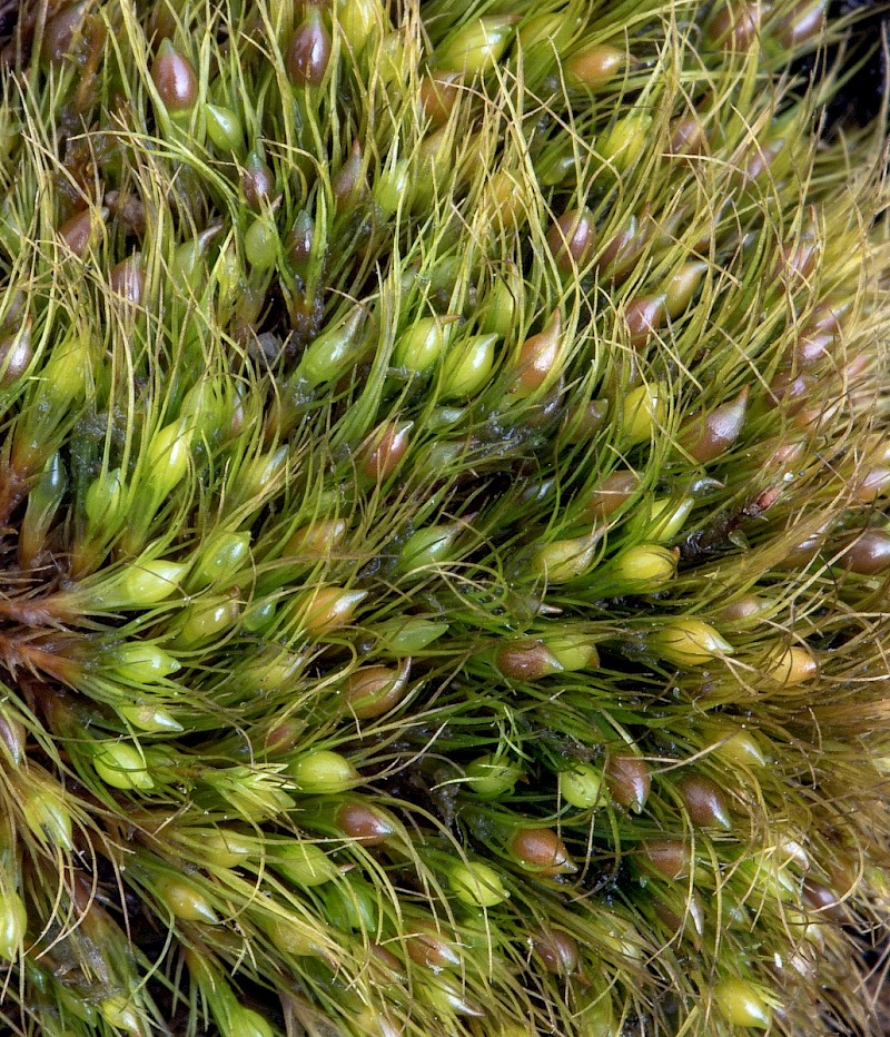 Pleuridium acuminatum - © Charles Hipkin