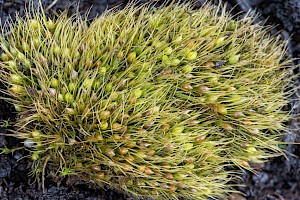 Pleuridium acuminatum Taper-leaved Earth-moss