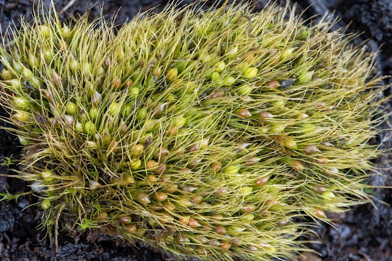 Pleuridium acuminatum - © Charles Hipkin