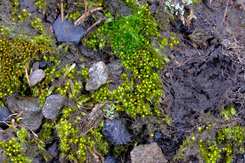 Pleuridium acuminatum - © Charles Hipkin