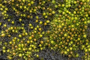 Pleuridium subulatum Awl-leaved Earth-moss