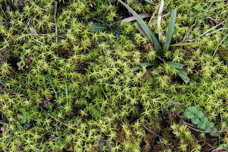 Tortella squarrosa - © Charles Hipkin