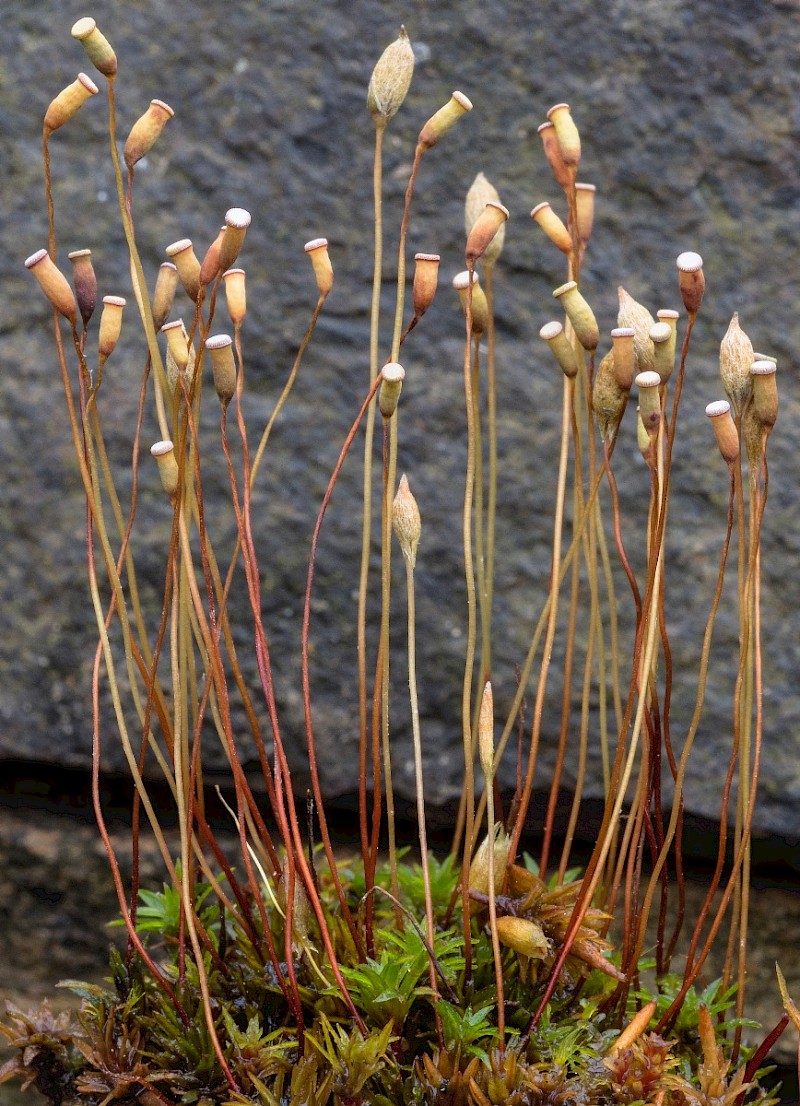 Pogonatum aloides - © Charles Hipkin