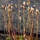 Pogonatum aloides