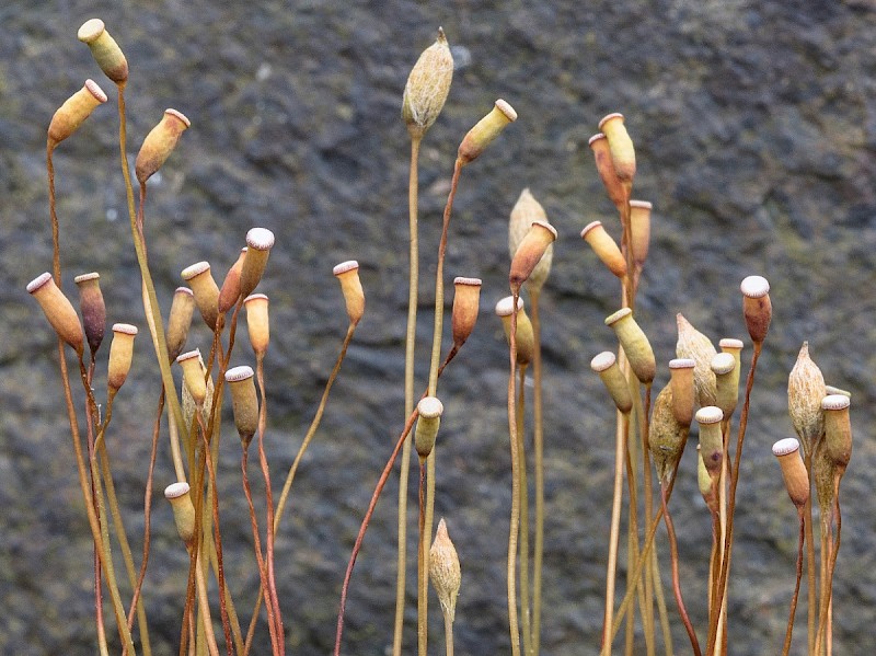 Pogonatum aloides - © Charles Hipkin