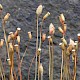 Pogonatum aloides