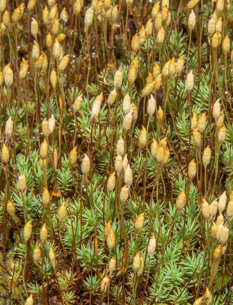 Pogonatum urnigerum - © Charles Hipkin