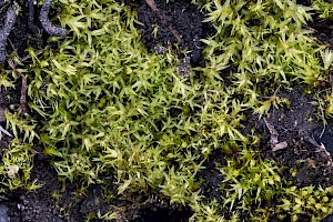 Pohlia lutescens Yellow Thread-moss