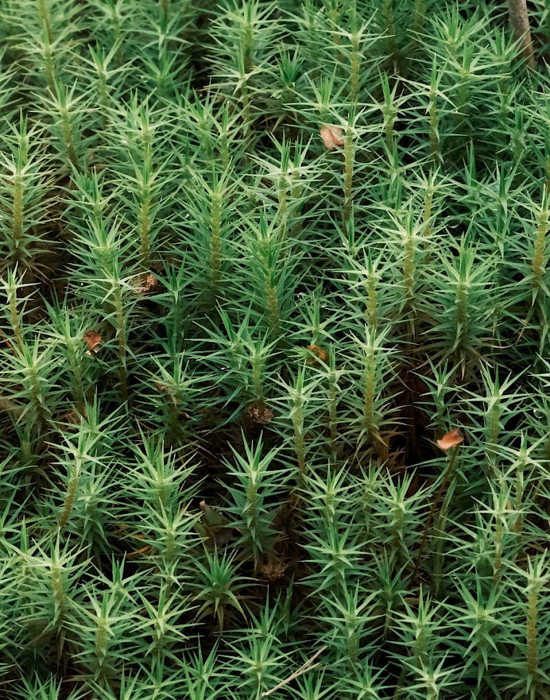 Polytrichum formosum - © Charles Hipkin