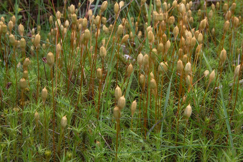 Polytrichum commune s.str. - © Charles Hipkin