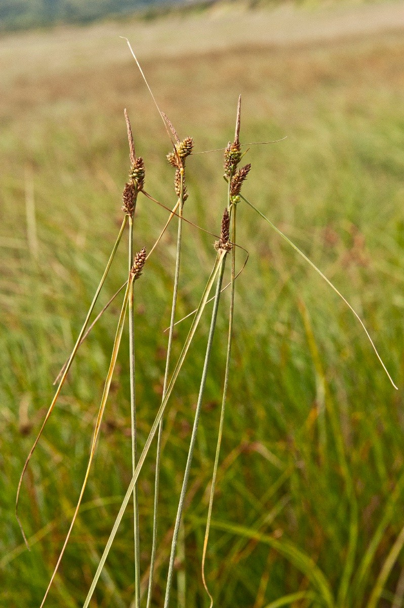 Carex extensa - © Charles Hipkin