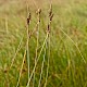 Carex extensa