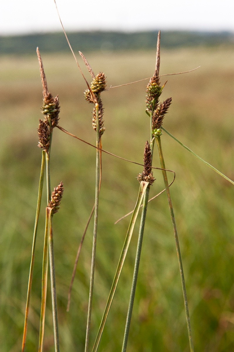 Carex extensa - © Charles Hipkin