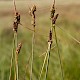 Carex extensa