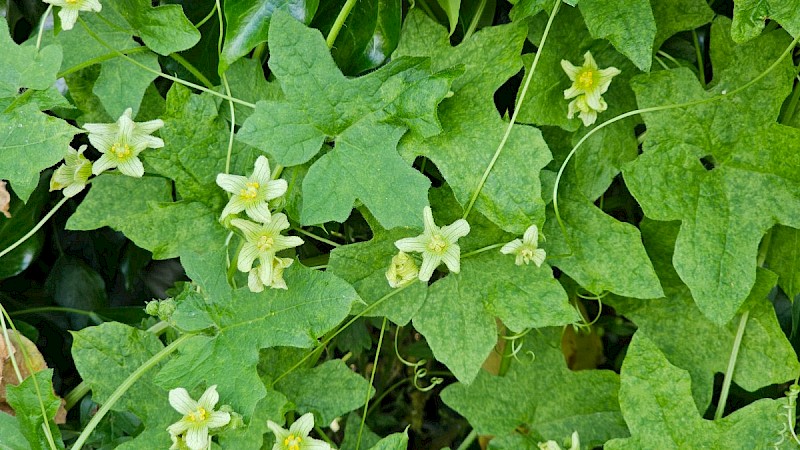 Bryonia dioica - © Barry Stewart