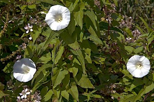 Calystegia silvatica Large Bindweed