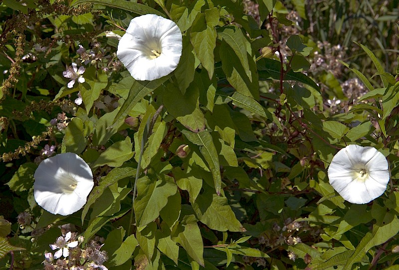 Calystegia silvatica - © Charles Hipkin