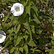 Calystegia silvatica