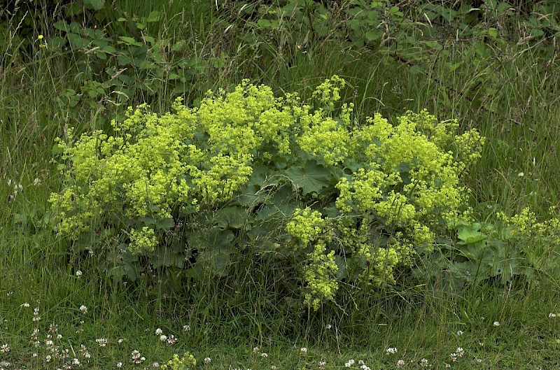 Alchemilla mollis - © Charles Hipkin