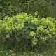 Alchemilla mollis