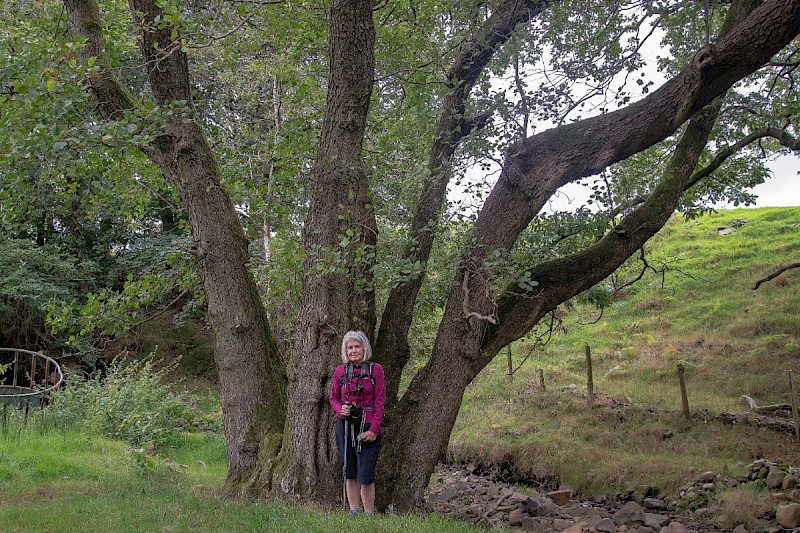 Alnus glutinosa - © Charles Hipkin