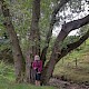 Alnus glutinosa