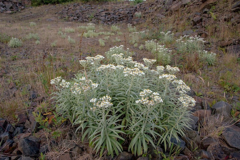 Anaphalis margaritacea - © Charles Hipkin