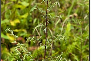 Artemisia crithmifolia Dune Wormwood