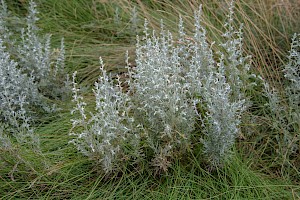 Artemisia maritima Sea Wormwood