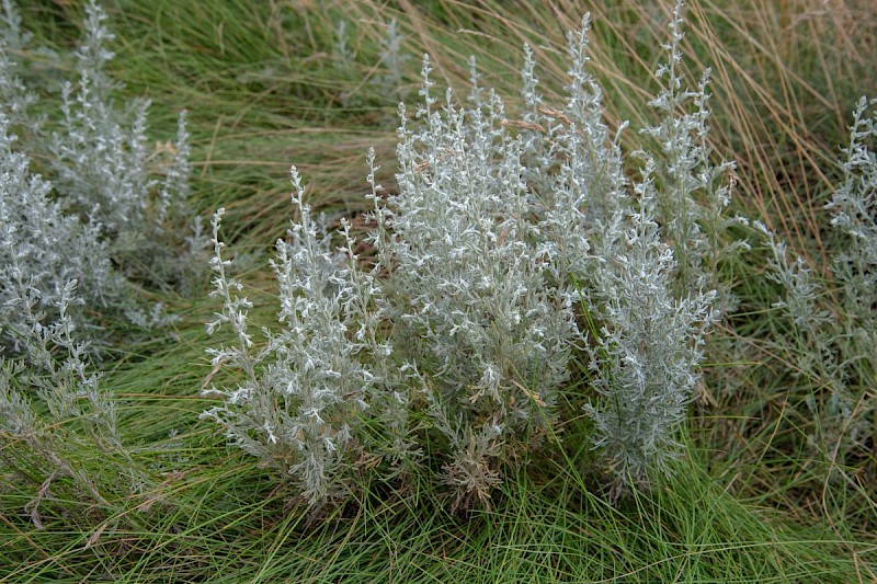 Artemisia maritima - © Charles Hipkin