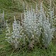 Artemisia maritima