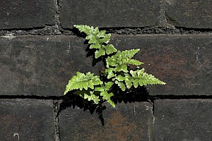 Asplenium adiantum-nigrum Black Spleenwort