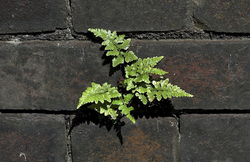 Asplenium adiantum-nigrum - © Charles Hipkin