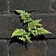 Asplenium adiantum-nigrum