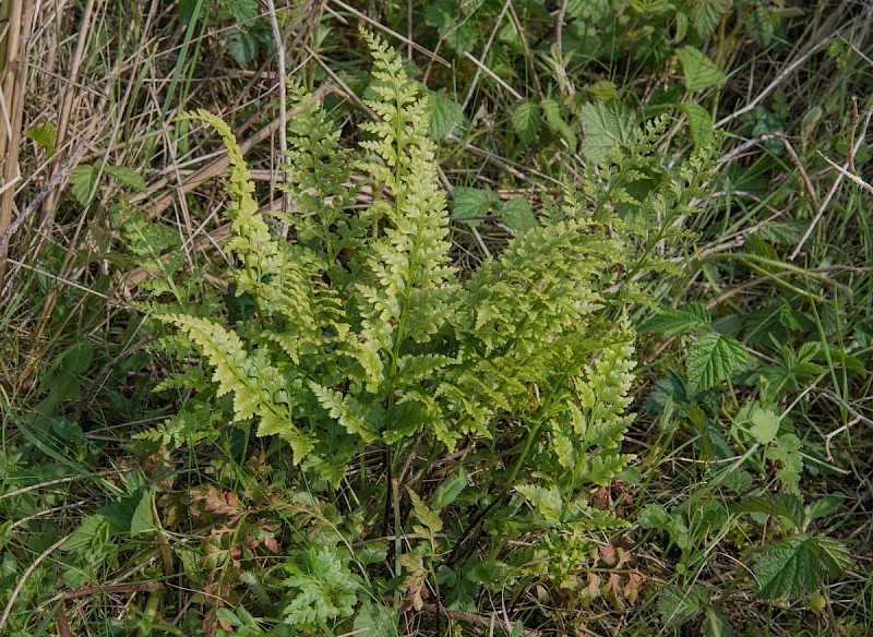 Asplenium adiantum-nigrum - © Charles Hipkin