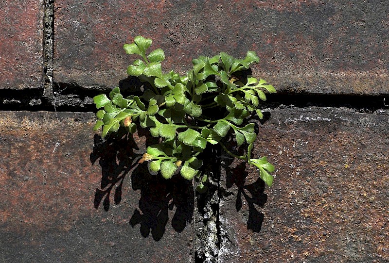 Asplenium ruta-muraria - © Charles Hipkin