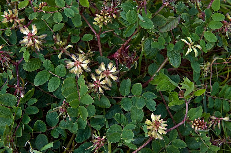 Astragalus glycyphyllos - © Charles Hipkin