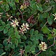 Astragalus glycyphyllos