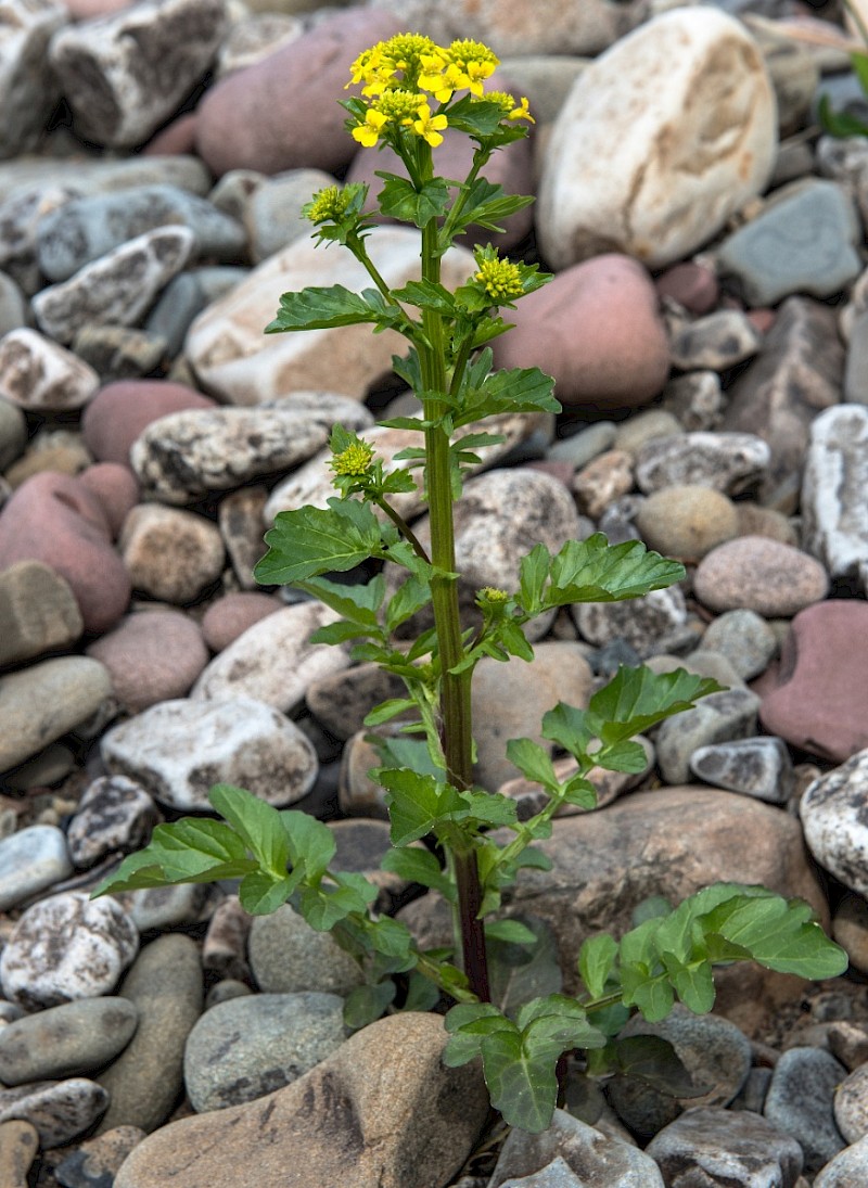 Barbarea vulgaris - © Charles Hipkin