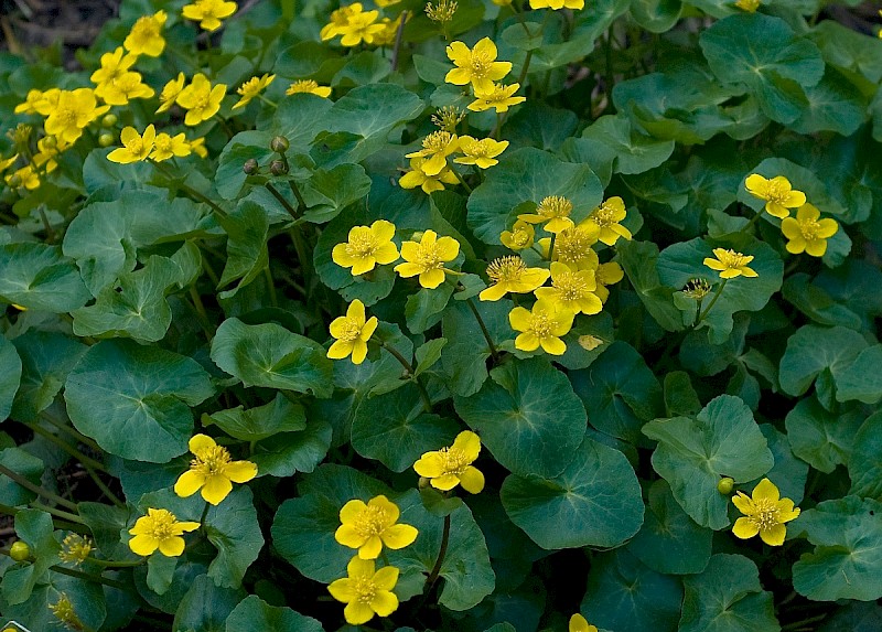 Caltha palustris - © Charles Hipkin