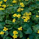 Caltha palustris