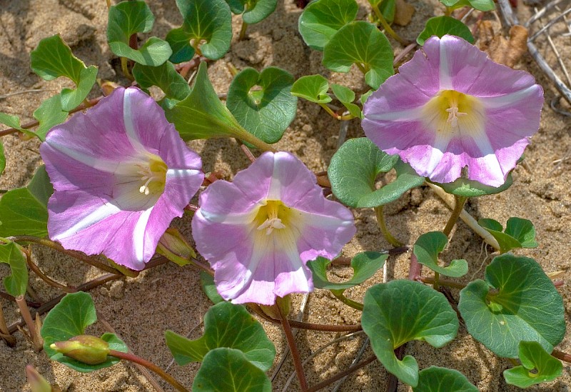 Calystegia soldanella - © Charles Hipkin