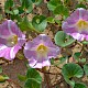 Calystegia soldanella