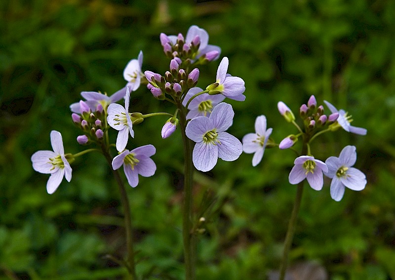 Cardamine pratensis - © Charles Hipkin