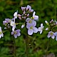 Cardamine pratensis