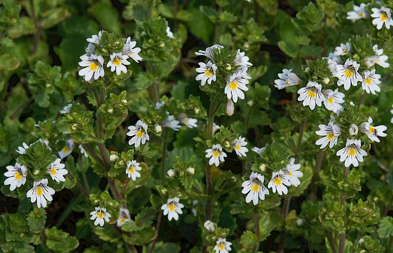 Euphrasia arctica - © Charles Hipkin