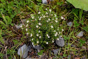 Euphrasia confusa 