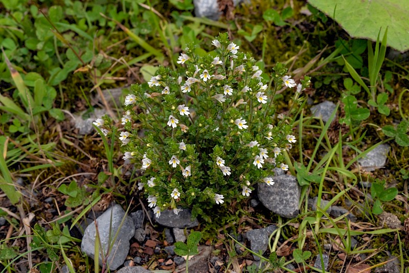 Euphrasia confusa - © Charles Hipkin