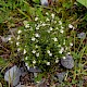 Euphrasia confusa