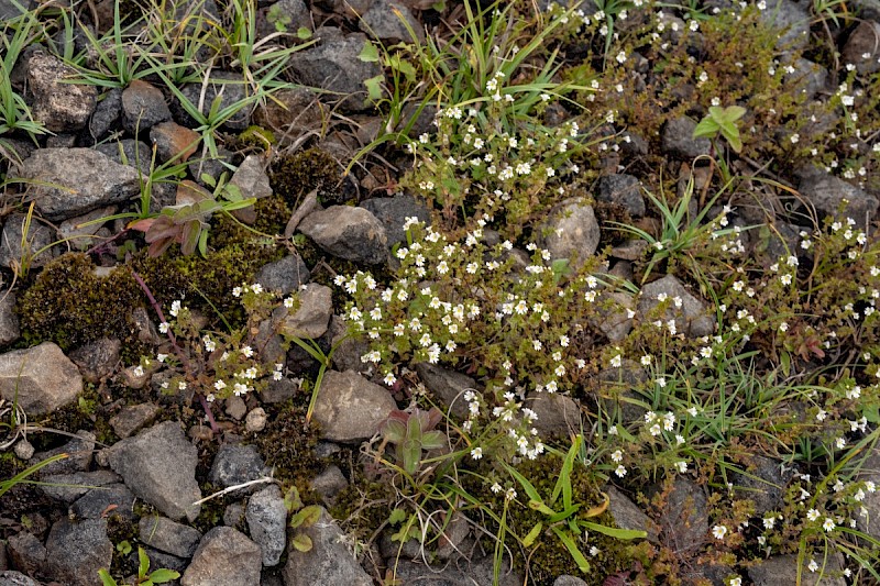 Euphrasia confusa - © Charles Hipkin